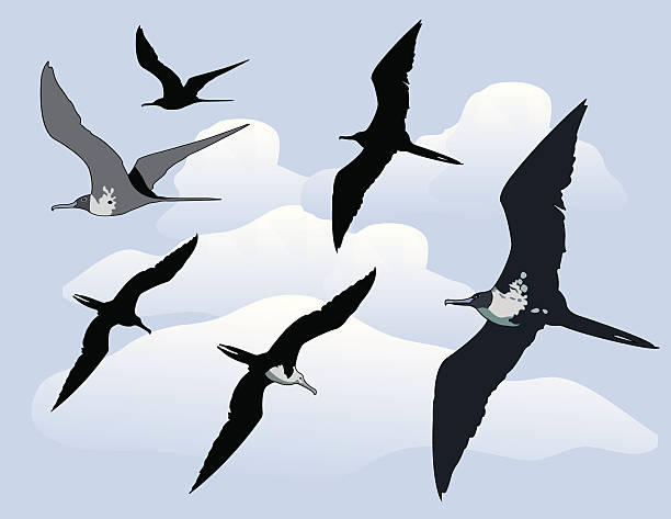 Magnificent Frigatebird Large, soaring bird of tropical oceans.  AI vs 10 included in zip with unexpanded strokes.  Gradient used in clouds, but not in birds.  Three different poses and silhouettes included. frigate stock illustrations