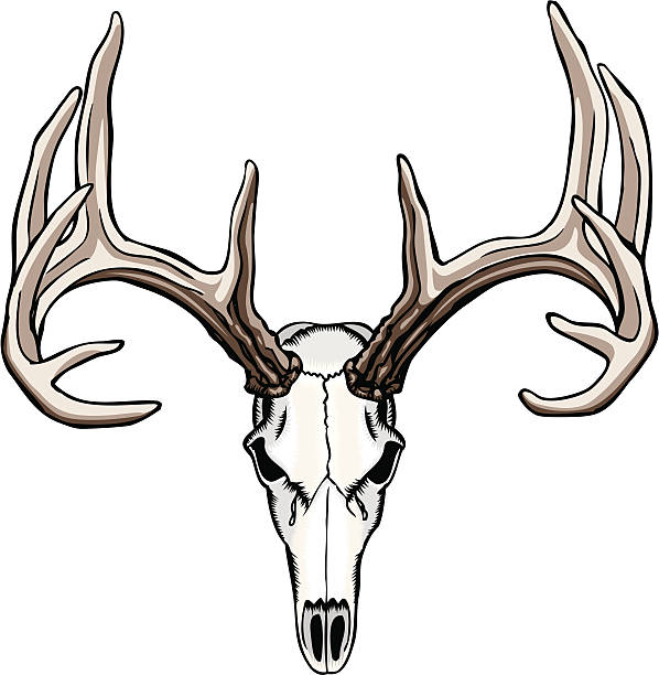 whitetail 사슴 스컬 및 사슴뿔 - antler stag deer animal skull stock illustrations