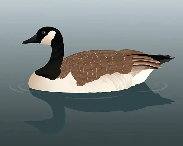 Vector illustration of Canada Goose