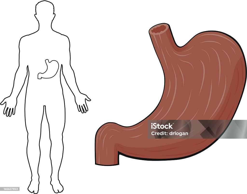 Der Bauch - Lizenzfrei Anatomie Vektorgrafik