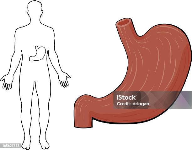 Ilustración de Estómago Humano y más Vectores Libres de Derechos de Abdomen - Abdomen, Anatomía, Asistencia sanitaria y medicina