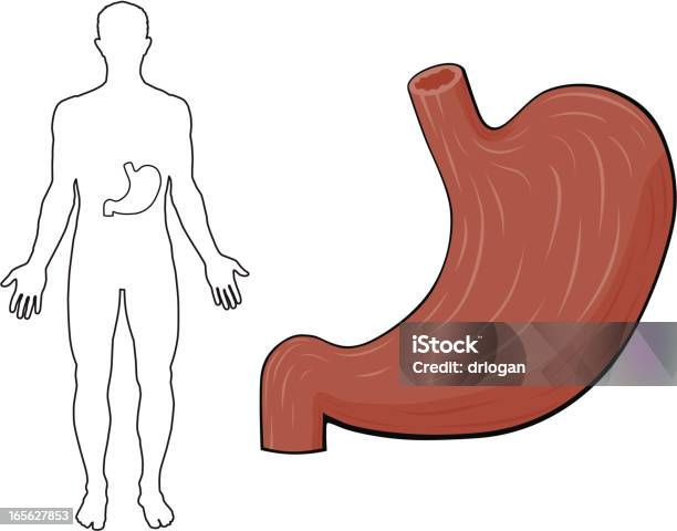 人間の胃 - イラストレーションのベクターアート素材や画像を多数ご用意 - イラストレーション, シルエット, ヒトの内臓