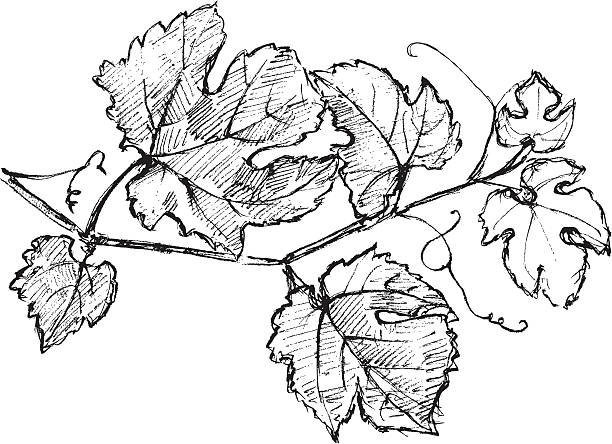 Cabernet Sauvignon vine Pencil drawing vine plant illustrations stock illustrations