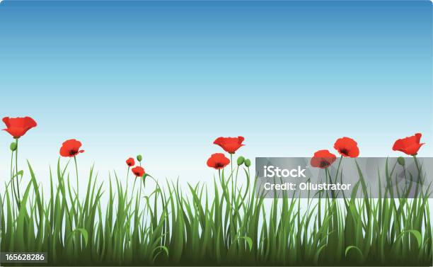 Poppies Im Klaren Morgen Sky Stock Vektor Art und mehr Bilder von Mohn - Pflanze - Mohn - Pflanze, Blume, Wiese