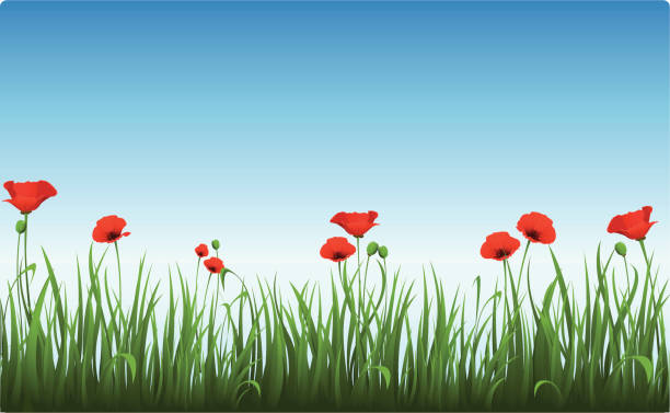 ilustrações, clipart, desenhos animados e ícones de poppies da manhã clara, céu - clear sky nobody blade of grass summer