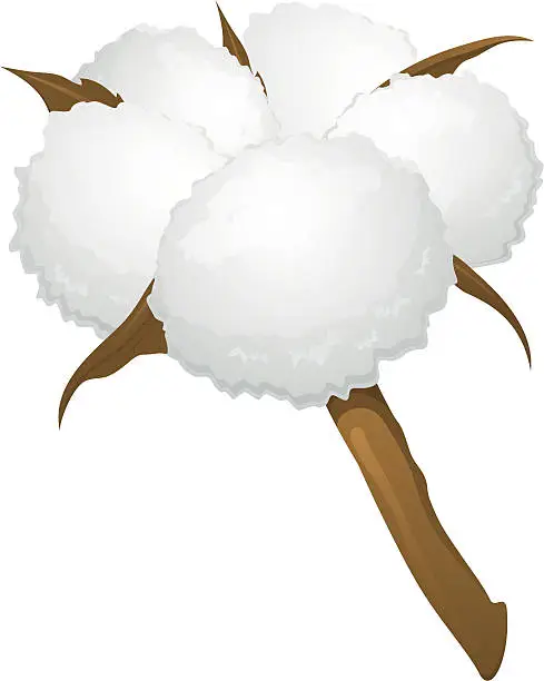 Vector illustration of Cotton boll