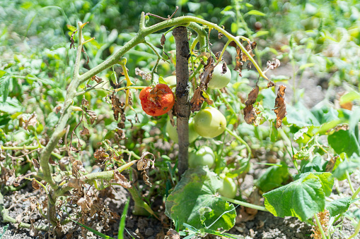 Ripe orange pumpkin with vine and leaves at the field in autumn. Harvest. Plant of pumpkin in vegetable garden