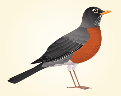 Vector illustration of an American Robin.  Bird is on a separate layer and is easily separated from the background.  Linear and radial gradients used.  Both CS .ai and AI8-compatible .eps formats are included, along with a high-res .jpg.