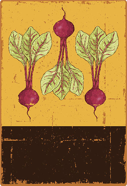 buraki - vegetable beet vegetable garden woodcut stock illustrations