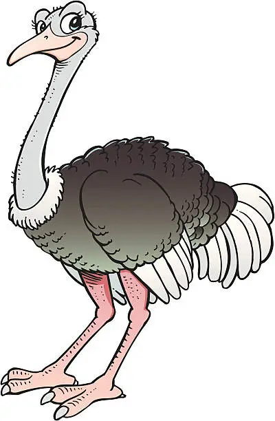 Vector illustration of Ostrich