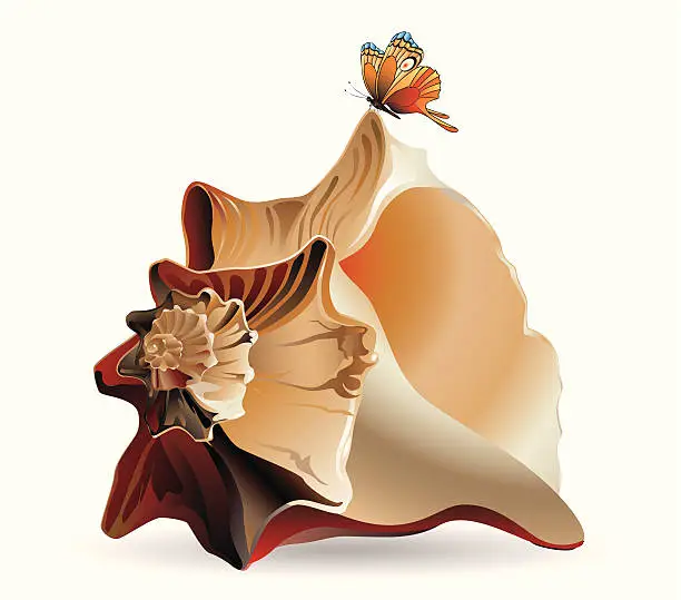 Vector illustration of Butterfly on the shell