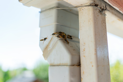 Bees On A Roof Gutter