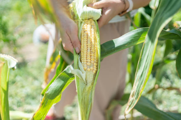 istock Female Farmer Harvesting Fresh Corn 1656294529