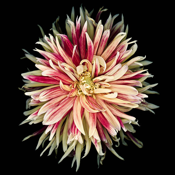 Red and yellow dahlia isolated on a black blackground,