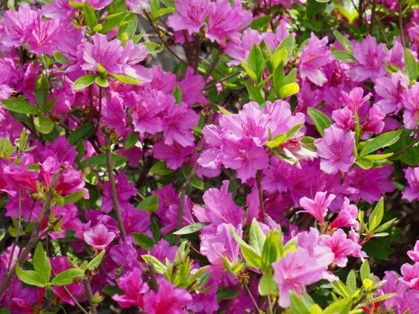 istock azalea, flower, leaf, plant, nature 1656298259