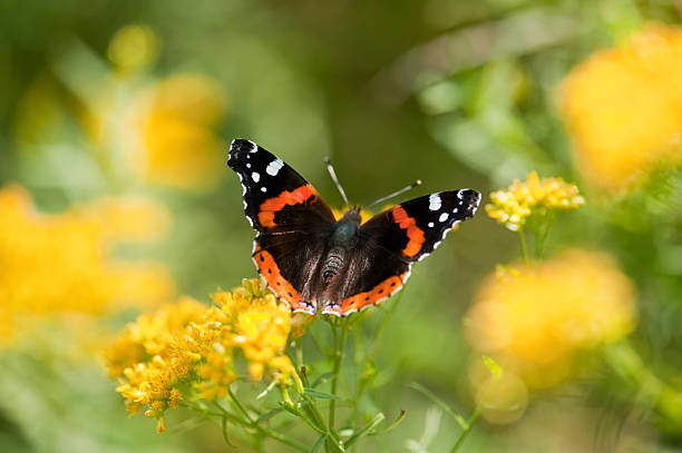 Natural Beauty A red admiral butterfly about to land on some blooming goldenrod in the late summer. vanessa atalanta stock pictures, royalty-free photos & images