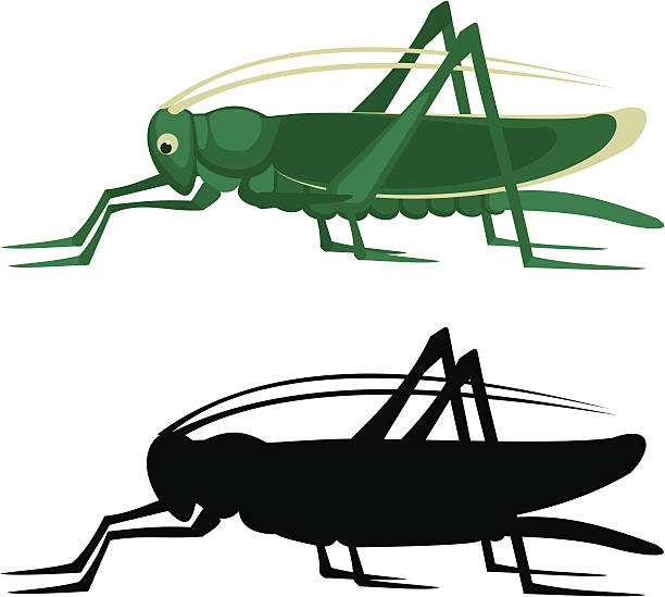 illustrazioni stock, clip art, cartoni animati e icone di tendenza di cavalletta - grasshopper