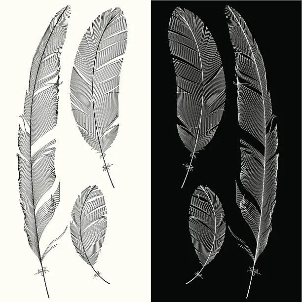 Vector illustration of Set of Feathers