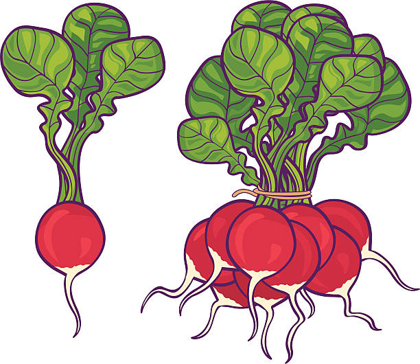 rzodkiewka - radish bunch red vegetable stock illustrations