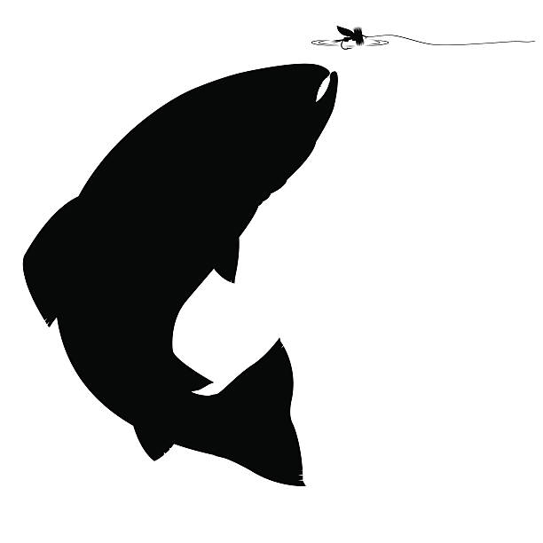 ilustraciones, imágenes clip art, dibujos animados e iconos de stock de silueta de trucha - bull trout