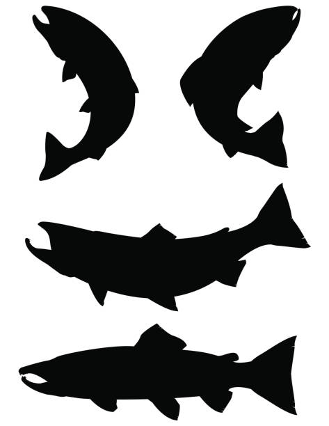 ilustraciones, imágenes clip art, dibujos animados e iconos de stock de siluetas de salmón y trucha - salmón coho