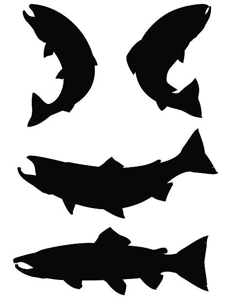 illustrazioni stock, clip art, cartoni animati e icone di tendenza di silhouette salmone, la trota e - trout