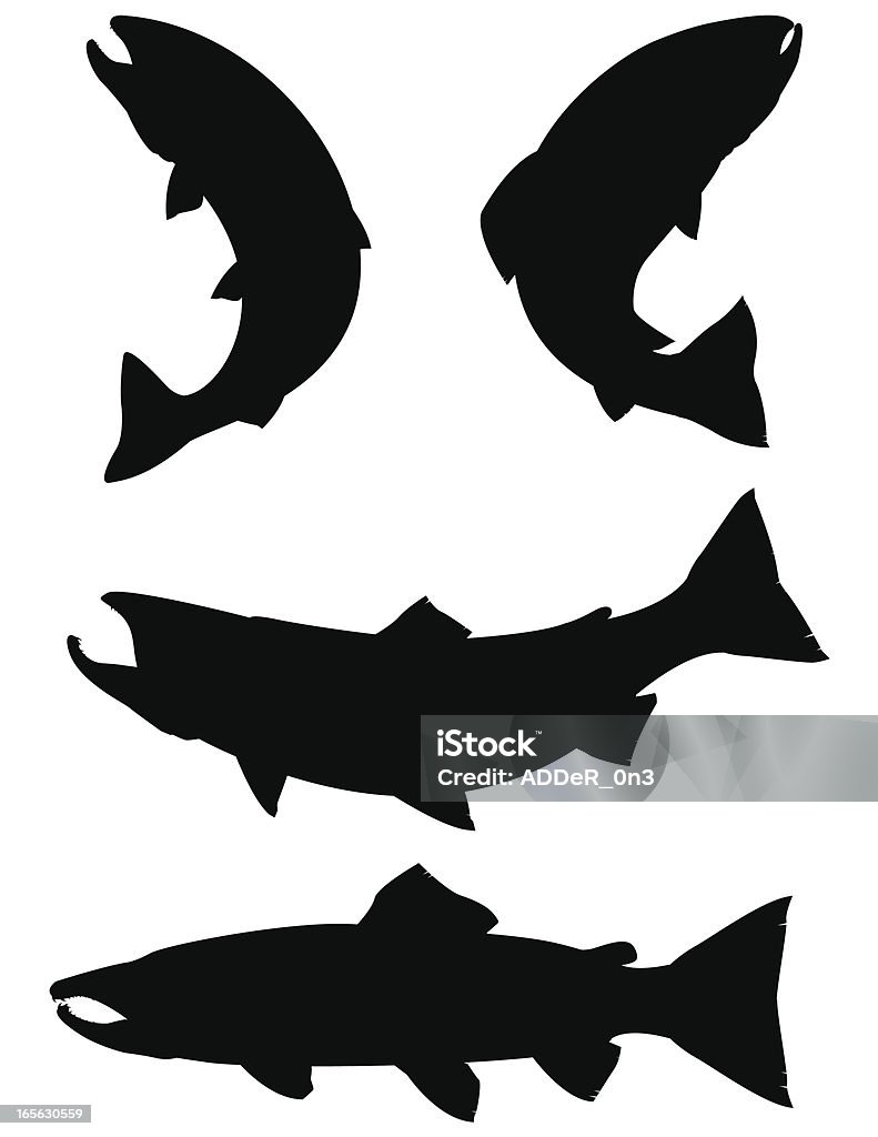 Trout and Salmon silhouettes vector illustration of Salmon and Trout silhouettes.  Salmon - Animal stock vector