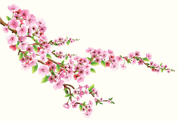 illustrazioni stock, clip art, cartoni animati e icone di tendenza di bocciolo - flower spring cherry blossom blossom