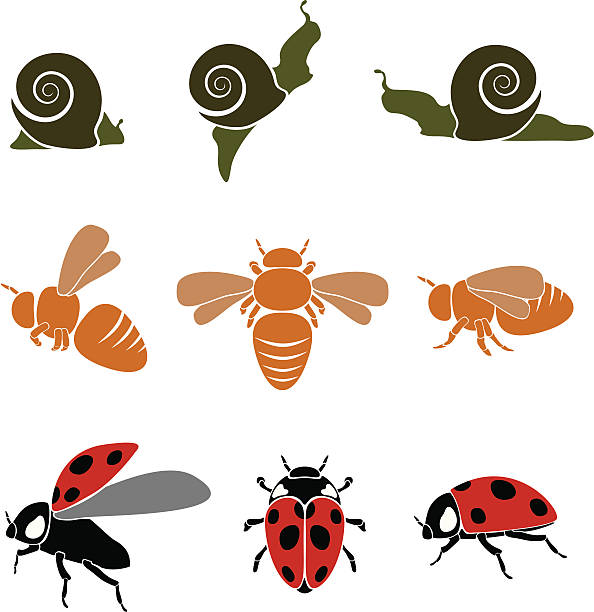 Bugs Three bugs, in three poses seven spot ladybird stock illustrations