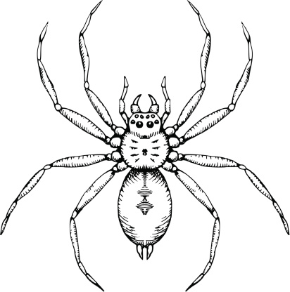 Vector illustration of a spider.