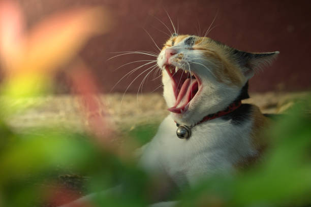 istock Cat cute animal pet background 1656315572