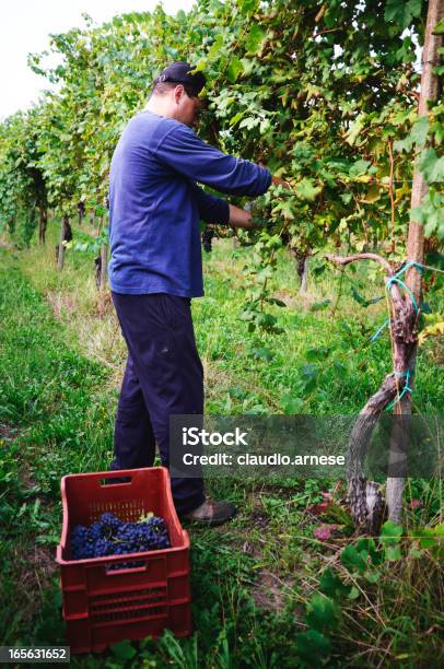 Vendemmia Immagine A Colori - Fotografie stock e altre immagini di 35-39 anni - 35-39 anni, Adulto, Adulto di mezza età