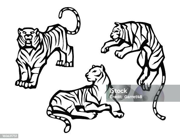 Tiger In Three Poses Stock Illustration - Download Image Now - Tiger, Vector, Aggression