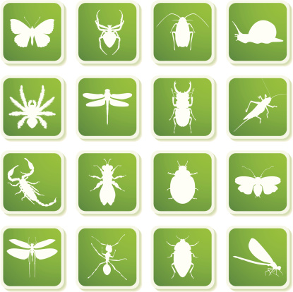 Different insects silhouettes on icons with shadows. 