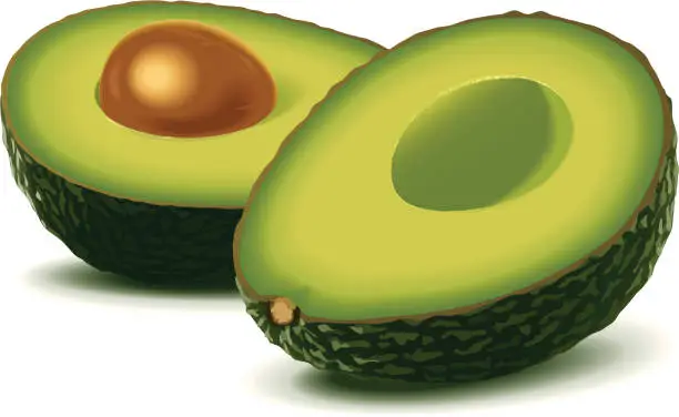 Vector illustration of Two half avocados