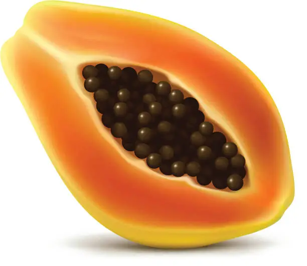 Vector illustration of Open Cut Papaya