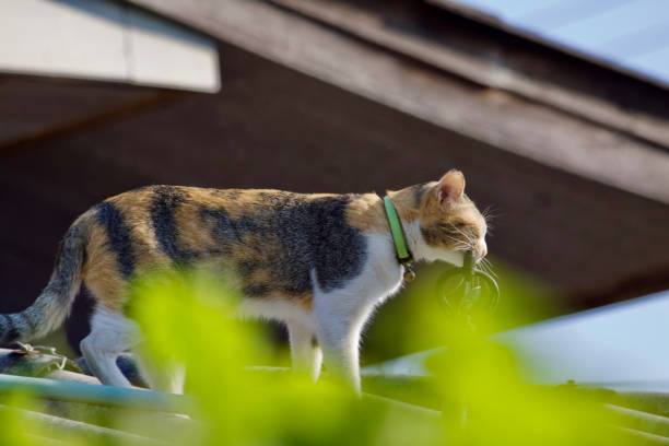 istock Cat cute animal pet background 1656324329