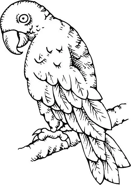Vector illustration of Parrot