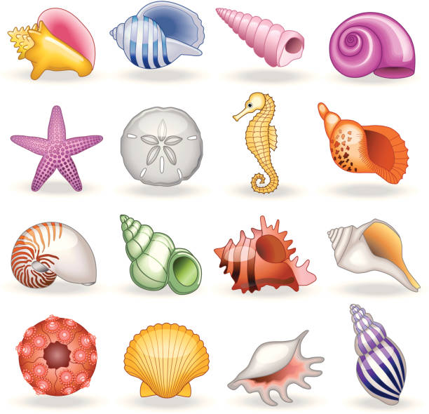 섈 쇼핑하다 - sea snail stock illustrations