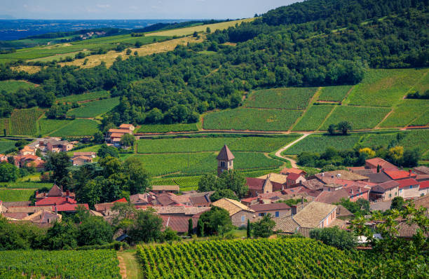 istock grape fields, vineyards in Burgundy in France 1656337592