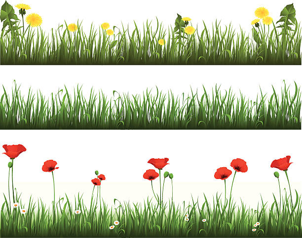 Collection of grass with dandelions and poppies vector art illustration