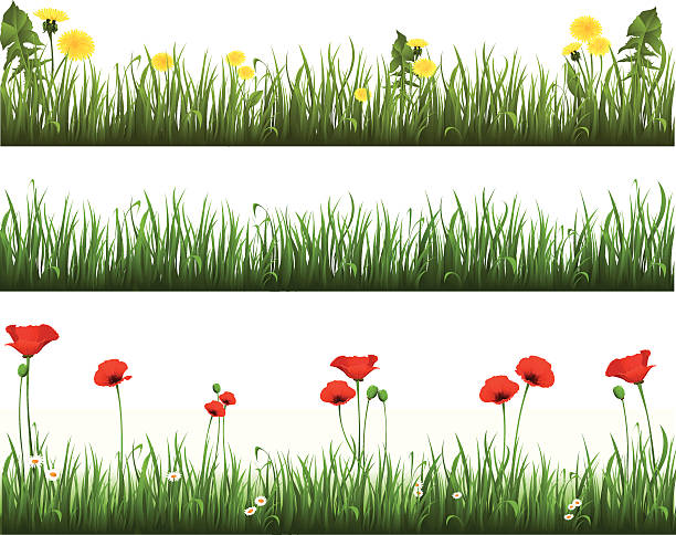 Collection of grass with dandelions and poppies Vector illustration of a collection of grass with dandelions and poppies weed leafs clip art stock illustrations