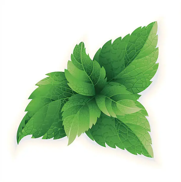 Vector illustration of Like herb