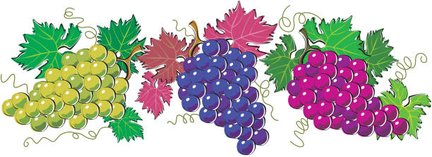 winogrono - agriculture purple vine grape leaf stock illustrations