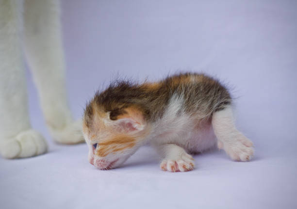 Kitten cat cute funny animal pet background