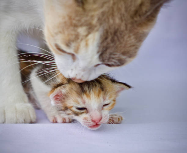 istock Kitten cat cute animal pet background 1656346836