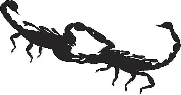 Vector illustration of Fighting Scorpions