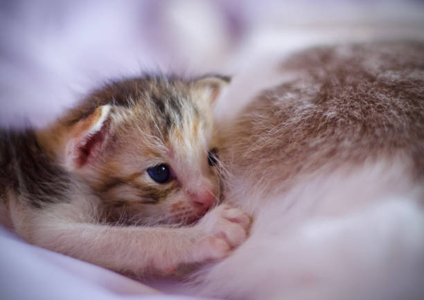 istock Kitten cat cute animal pet background 1656352554