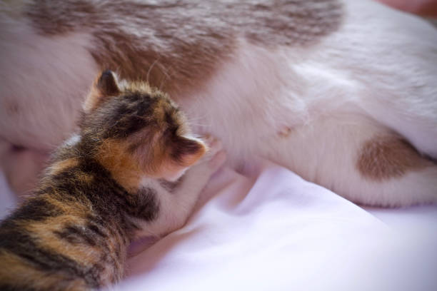 istock Kitten cat cute animal pet background 1656352566