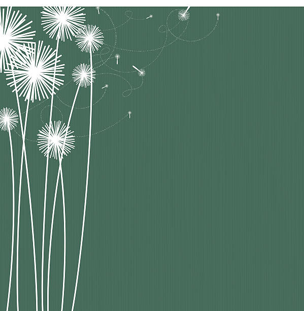 dandelions - flower backgrounds single flower copy space stock illustrations